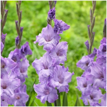 Milka gladiolas ( 10 sīpoli)