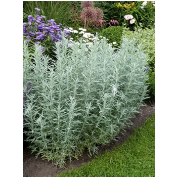 Artemisia ludoviciana 'Silver Queen', P1