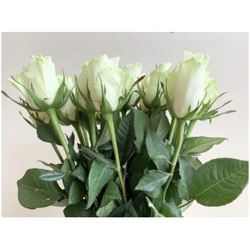 Roze, "Athena" 50 cm