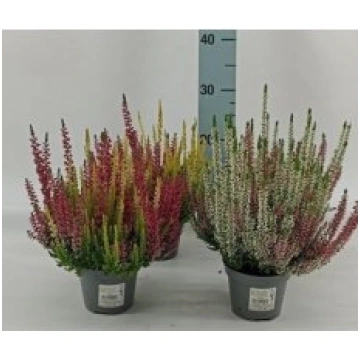 Stādi Calluna vul. Beauty Ladies mix(virši)