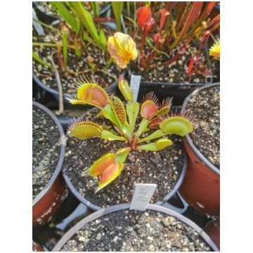 DM17 Dionaea muscipula -- 'Paradisia' - 