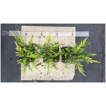 Juniperus Communis ''Goldschatz'&ap