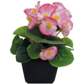 Begonia semperflorens F1 Alfa Rose | A.M. ozoli
