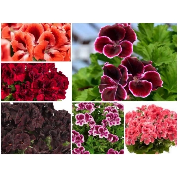 Karaliskās lielziedu pelargonijas - MIX - 6gb