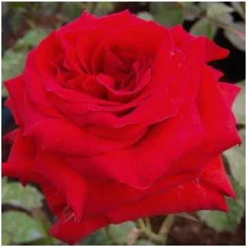 Sarkana - dobes floribundroze - maigi smaržīga roz