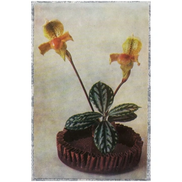 1975 Tauriņu deja 9x14 cm ziedi Latvijas pastkarte
