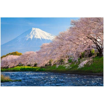 Gleznošana pēc skaitļiem 40x50 cm - Sakuras ziedi 