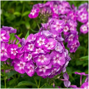 Phlox paniculata 'Laura' (Skarainais flo