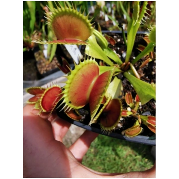 DM06 Dionaea muscipula -- 'Tiger Fangs' 