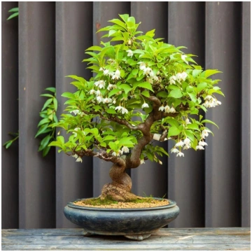 Styrax japonicus/ bonsai koku sēklas 0,5g