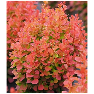 Tunberga bārbele "Florence" /berberis thunbergii/ 