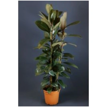 FICUS ABIDJAN