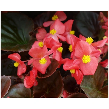 Begonia semperflorens Cocktail Vodka | A.M. ozoli