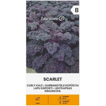 LAPU KĀPOSTI SCARLET Žalia stotelė