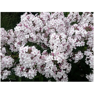 Phlox paniculata 'Nirvana', P13 Skaraina
