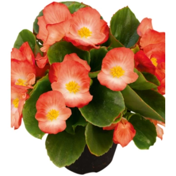 Begonia semperflorens Sprint Plus Orange Bicolor |