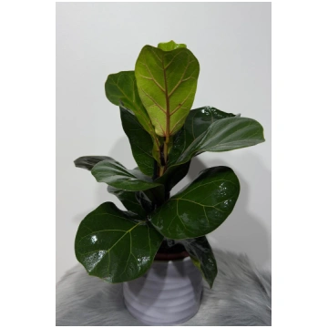 Ficus Lyrata Bambino augi-plants