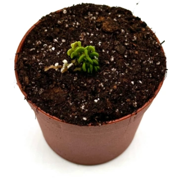 Dionaea Muscipula "Cudo" Caput Mundi Labs