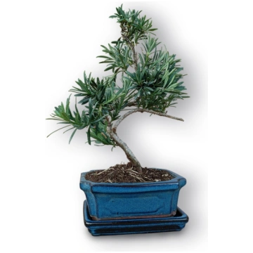 Buddhist pine bonsai, Ref. 3033