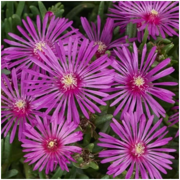 DELOSPERMA Early Bird Purple