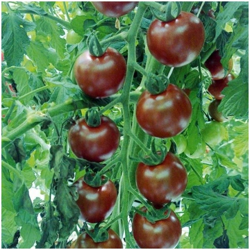 Tomāti Sunchocola F1 10 sēklas, Tomāti , Dārzeņu s