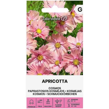 Kosmeija parastā apricotta Žalia stotelė