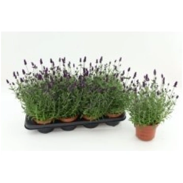 Telpaugi Lavandula ang. "Hidcote"(lavanda)