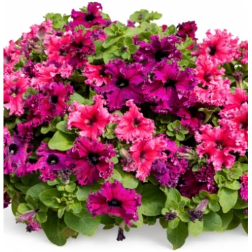 Petunia grandiflora Jumbo Frilly Mix - Ruby & Rose
