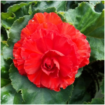 BEGONIA tuberhybrida NONSTOP Red