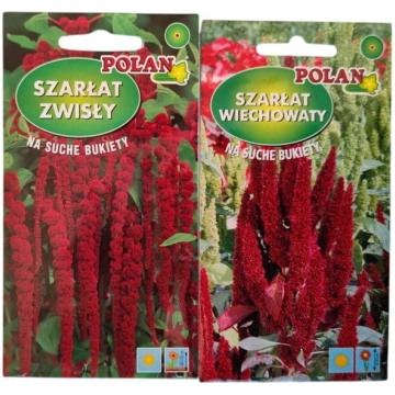 Amarants Polan