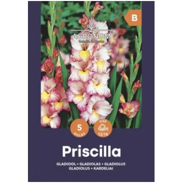 Lielziedu gladiolu sīpoli, lat. GLADIOLUS PRISCILL