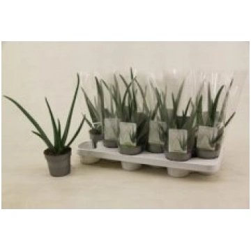 Telpaugi Aloe vera(alveja)
