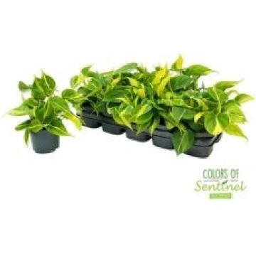 Telpaugi Philodendron scandens "Brasil"(filodendrs