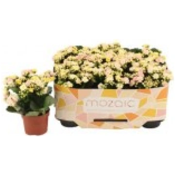 KALANHOJA MULTICOLOR MOZAIC 10,5Ø25H UAB E.GĖLĖS K