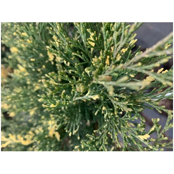 Kadiķis kazaku "Variegata" Pa 80 cm