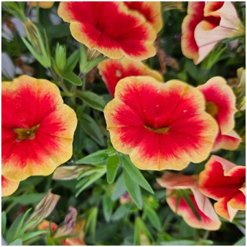 CALIBRACHOA SUPERBELLS UNIQUE Sangria Picotee