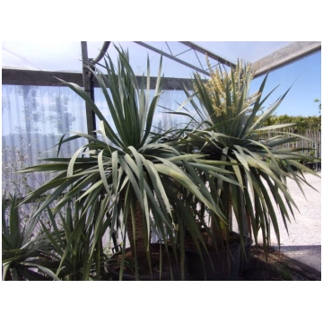 Dracaena draco-Albero del drago Donnadipiante - Ve