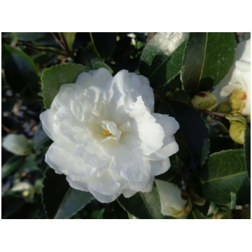 Camellia sasanqua Mine-no-yuki-Camellia sasanqua W