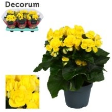 Telpaugi Begonia (Elatior) semi-double (begonija)