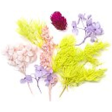 Dekoratīvie sausie ziedi, 5-10cm, violetie/ rozā