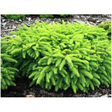 Parastā egle "Nidiformis" 20-30 cm
