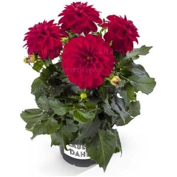 Dahlia pinnata Labella Medio red 1 gb., lūgums jau