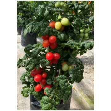 Tomāti Patio Plum 10 sēklas, Tomāti , Dārzeņu sēkl