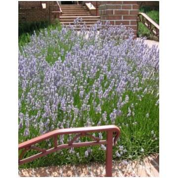 Lavandula intermedia Provence | A.M. ozoli