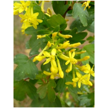 Ribes aureum (Zelta jāņoga), konteiners C3