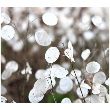 Vasaras mēnesene 'Alba' (Lunaria annua) 