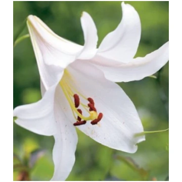 Lilijas Trompetlilijas REGALE ALBUM 16/18 20gab Dā