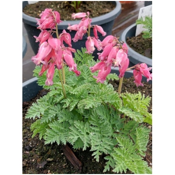 Dicentra formosa Luxuriant I | A.M. ozoli