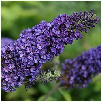 Buddleia davidii 'Empire Blue' Dāvida bu