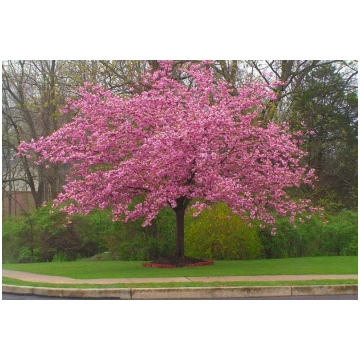 Sakura "Kanzan" 200-250 cm MULTISTAM